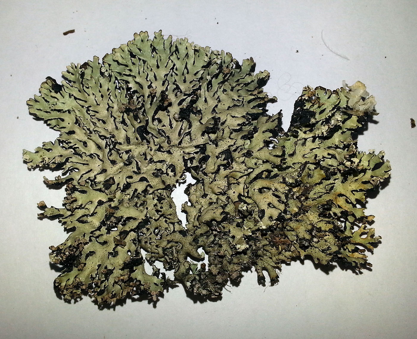 Image of Hypogymnia physodes specimen.