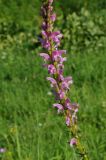 Pedicularis elata. Средняя и нижняя части соцветия. Восточный Казахстан, Кокпектинский р-н, 25 км в горы от с. Пантелеймоновка, ≈ 1000 м н.у.м., недалеко от ручья, склон сопки. 14.06.2016.