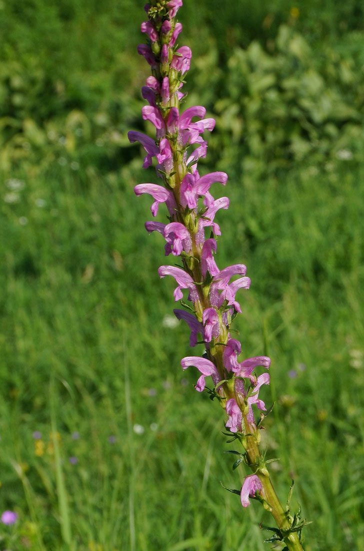 Image of Pedicularis elata specimen.