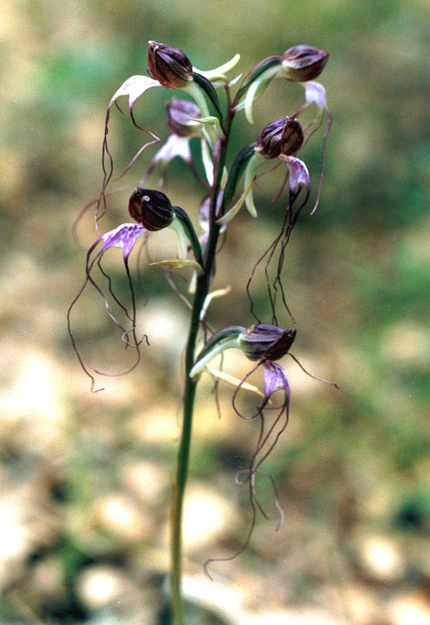 Image of Himantoglossum comperianum specimen.