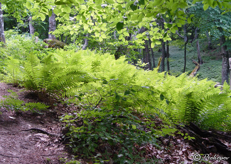 Image of Dryopteris filix-mas specimen.