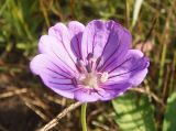 Geranium collinum