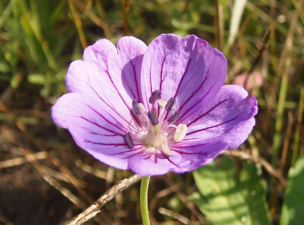 Изображение особи Geranium collinum.