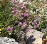 Lamyra echinocephala. Соцветия (на переднем плане побеги Cephalaria). Краснодарский край, окр. Абрау-Дюрсо, урочище Сухая щель, обочина дороги. 31.07.2005.