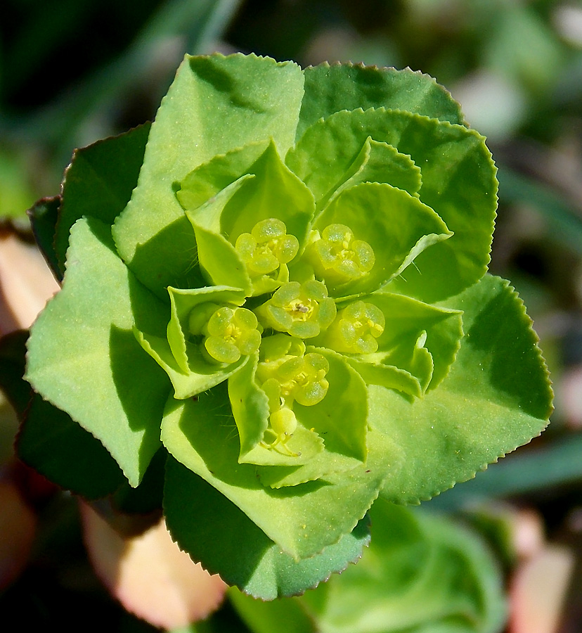 Image of Euphorbia helioscopioides specimen.