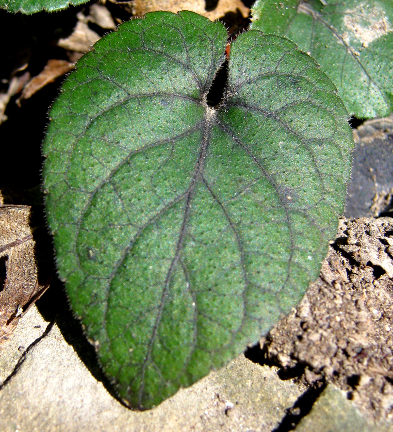 Изображение особи Viola dehnhardtii.