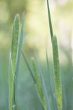 Phleum pratense