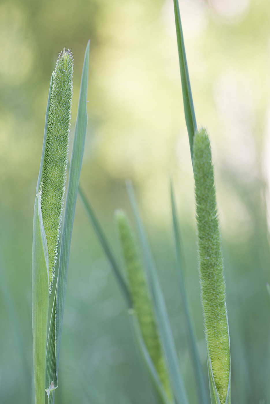 Image of Phleum pratense specimen.