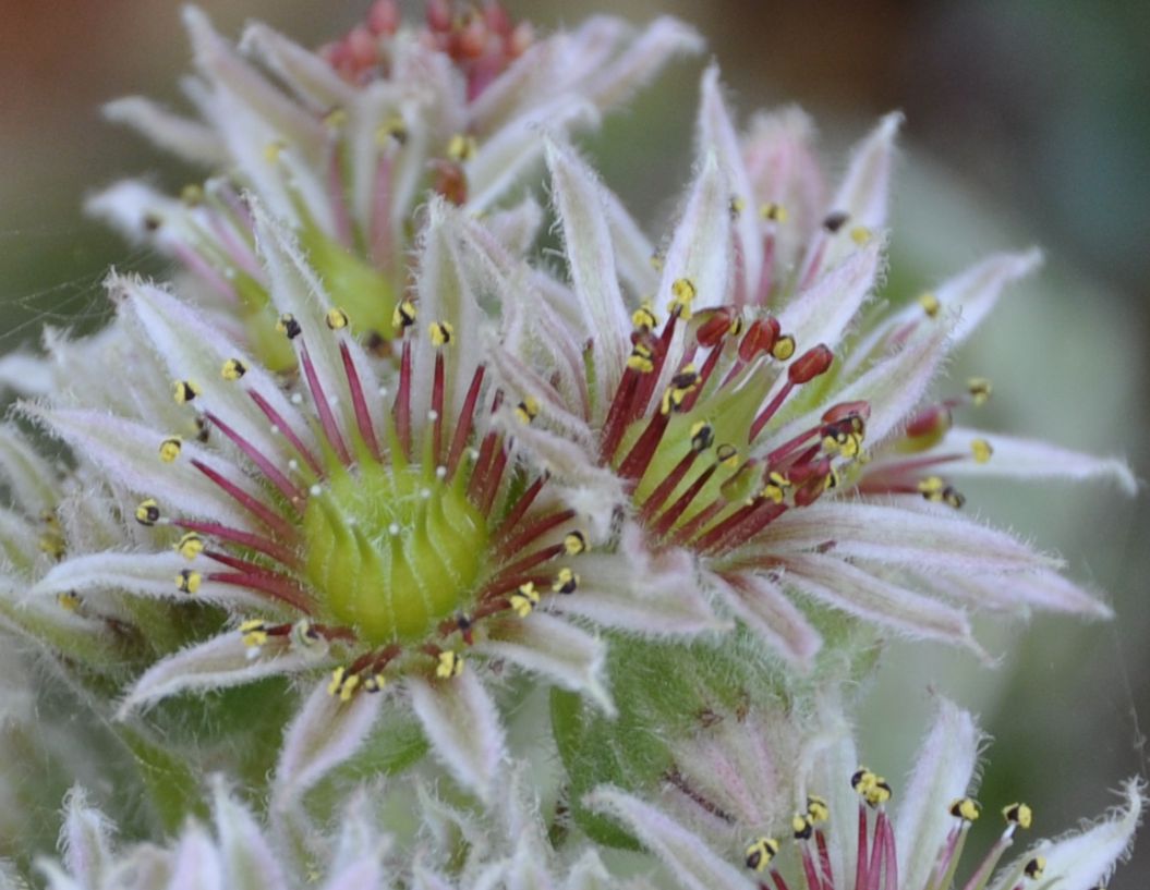 Изображение особи род Sempervivum.