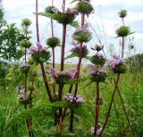 Phlomoides tuberosa