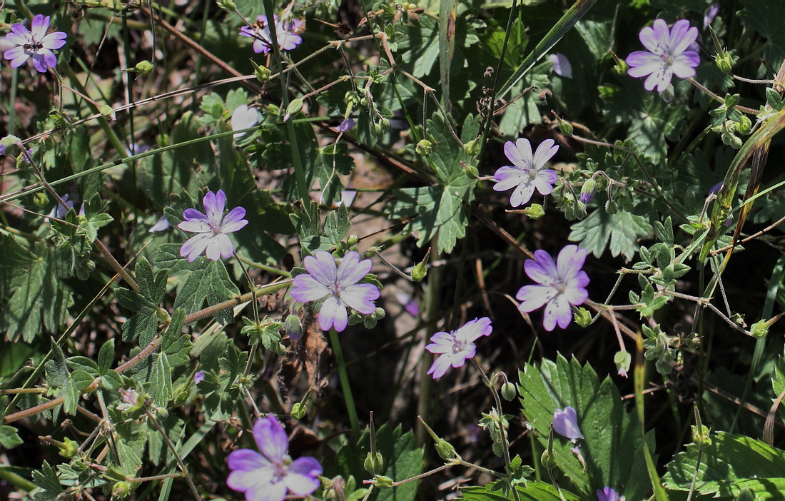 Изображение особи Geranium pyrenaicum.