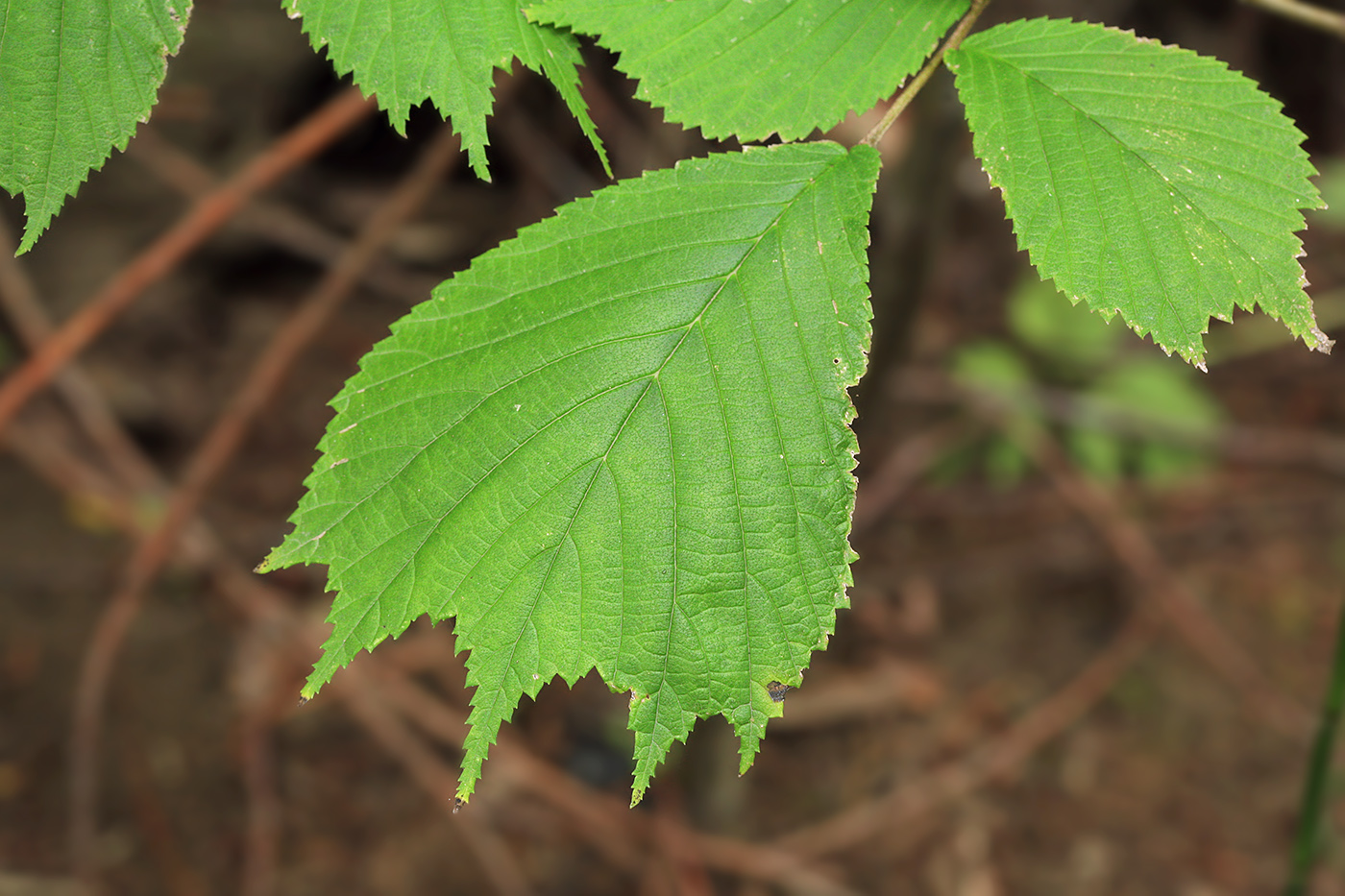 Изображение особи Ulmus laciniata.