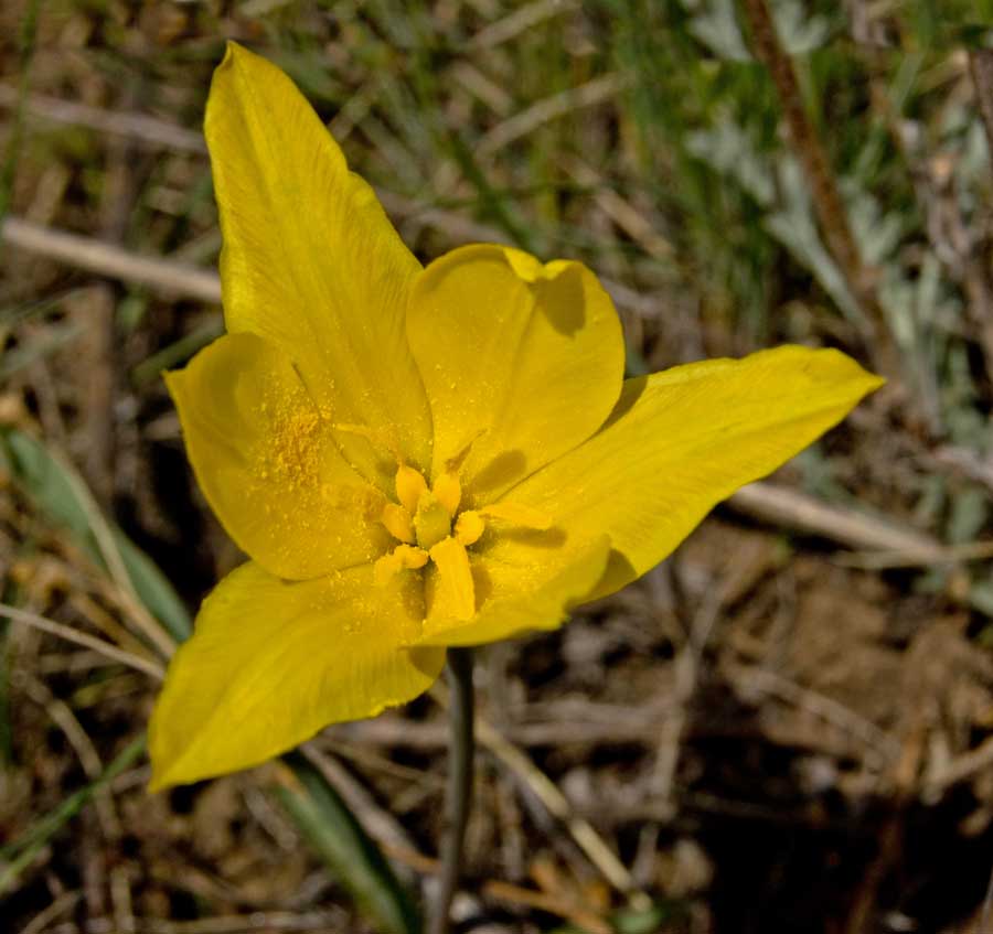 Image of Tulipa tetraphylla specimen.