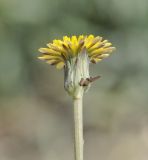 Hypochaeris glabra. Верхушка побега с соцветием. Греция, Халкидики, окр. с. Неа Потидеа (Νέα Ποτίδαια), пляж. 14.04.2017.