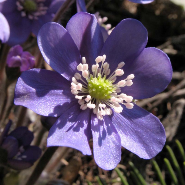 Image of Hepatica nobilis specimen.
