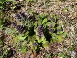 Ajuga pyramidalis