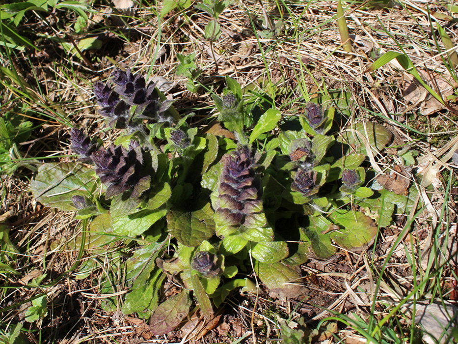 Изображение особи Ajuga pyramidalis.