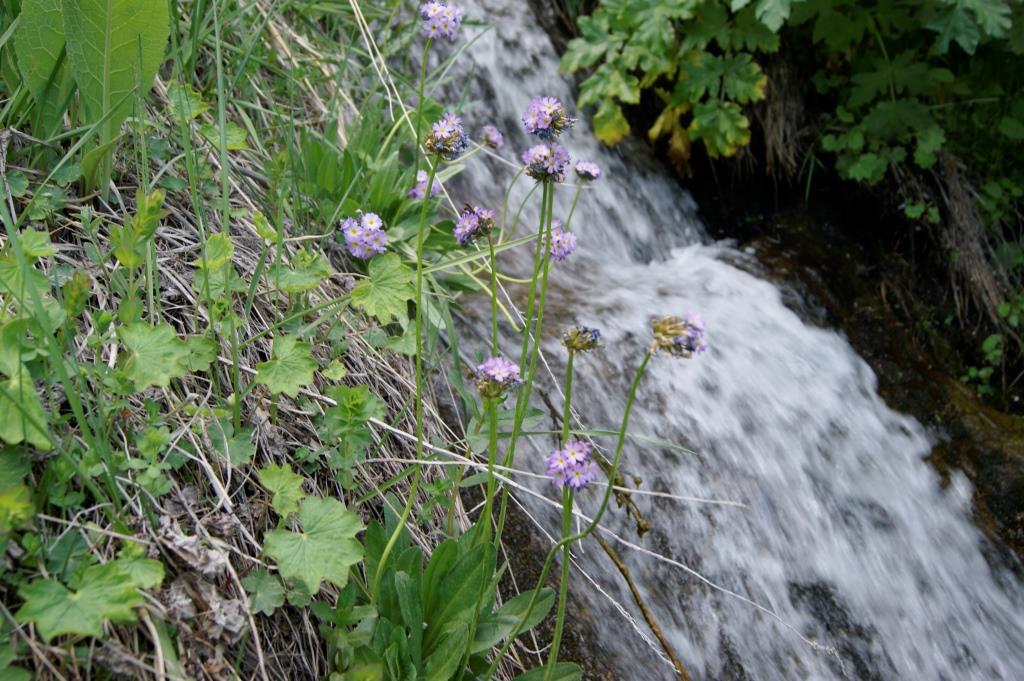 Изображение особи Primula auriculata.