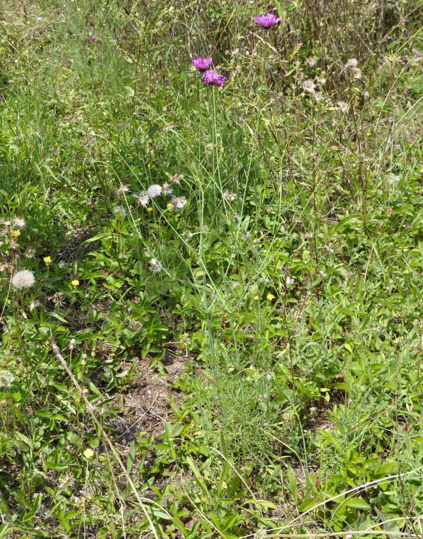 Image of Scabiosa tenuis specimen.