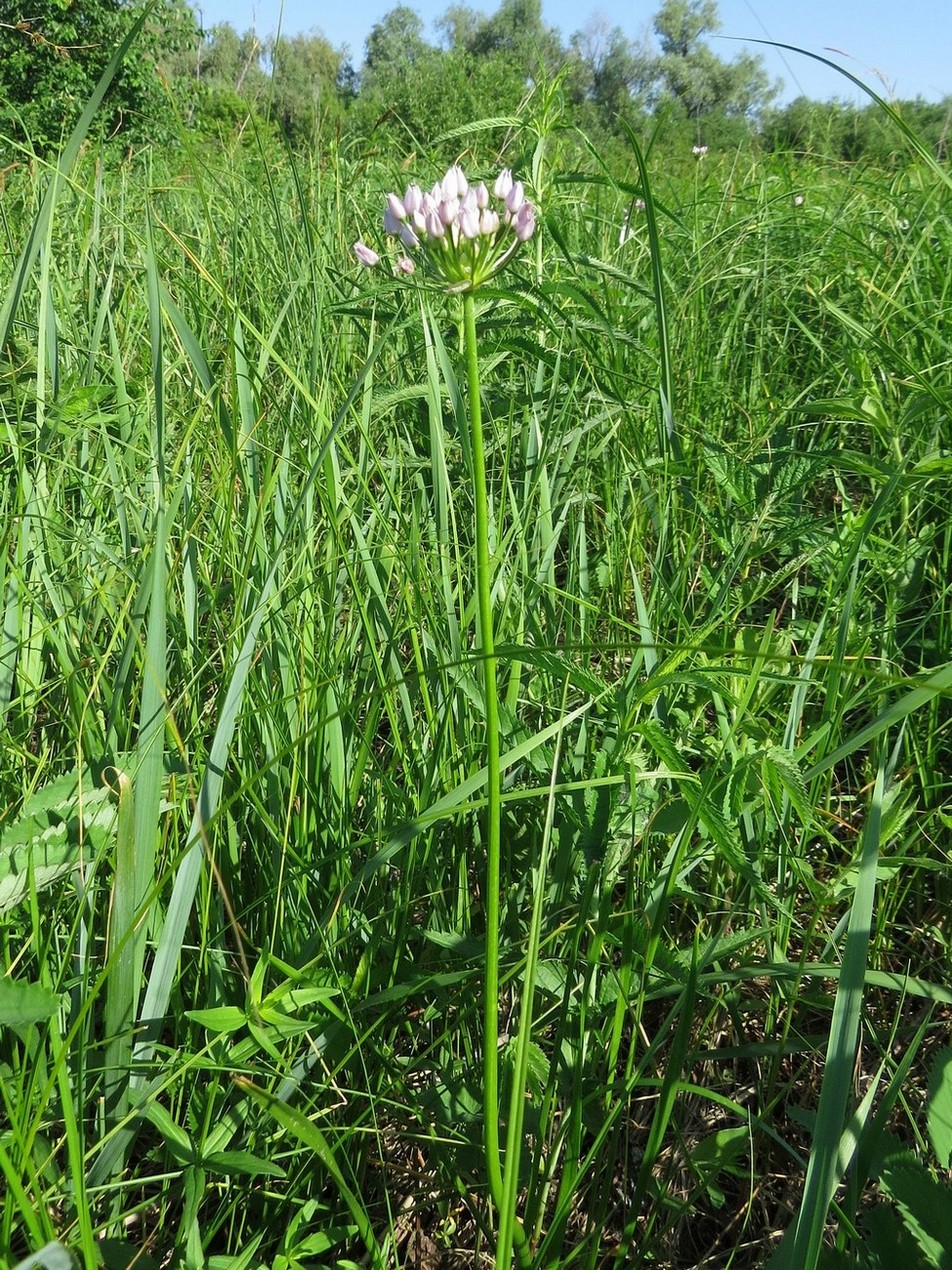 Изображение особи Allium angulosum.