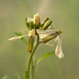 Image of taxon representative. Author is Мария Жукова