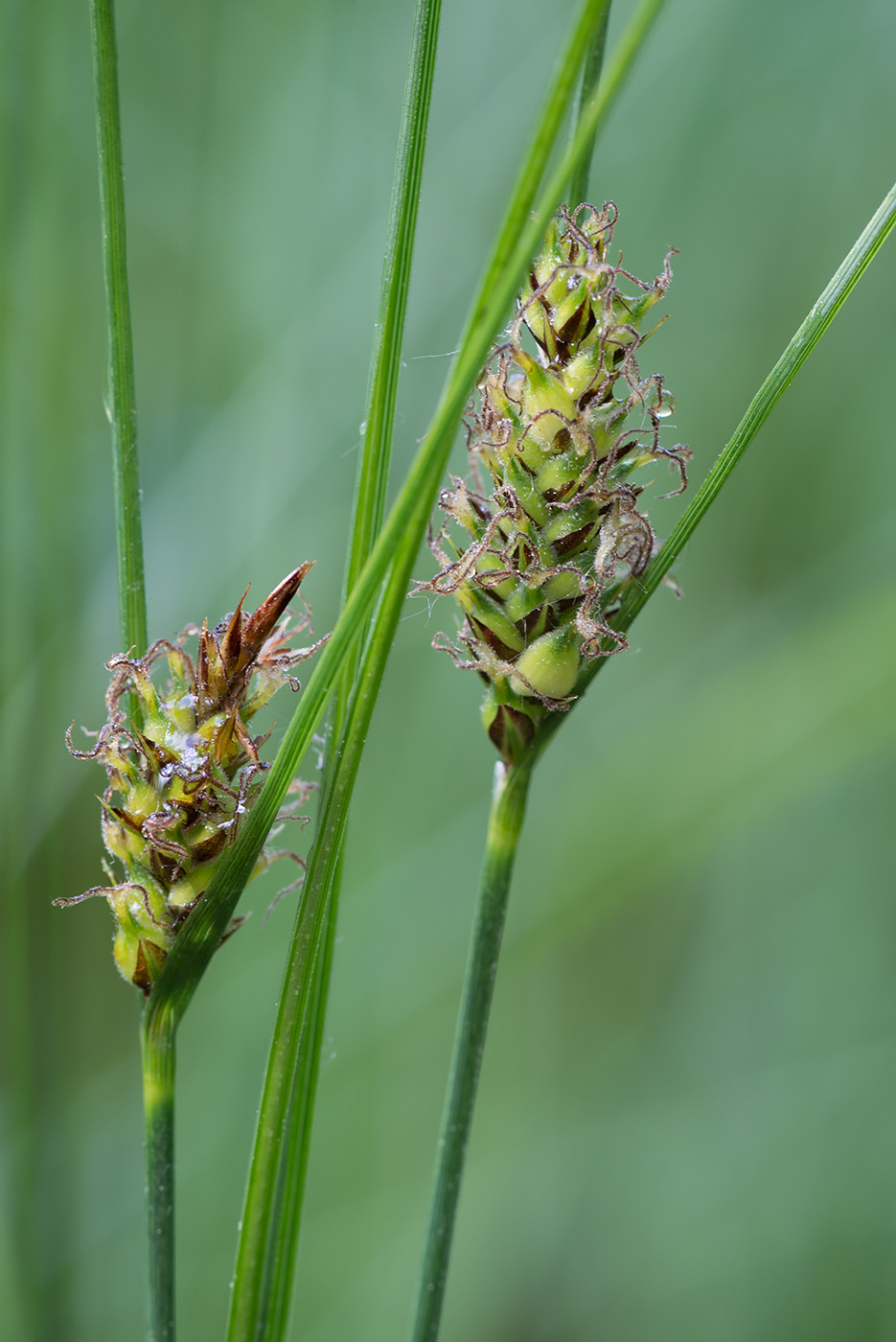 Изображение особи Carex lasiocarpa.