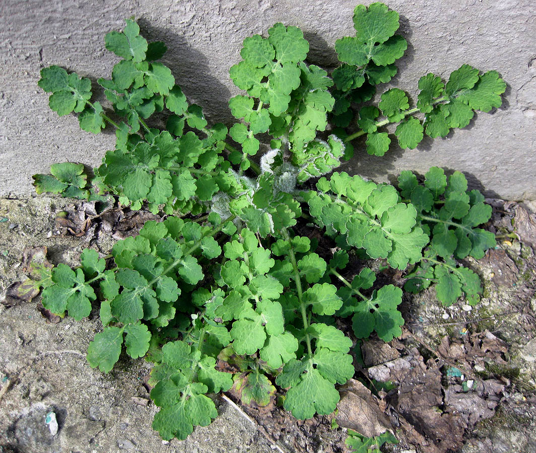 Изображение особи Chelidonium majus.