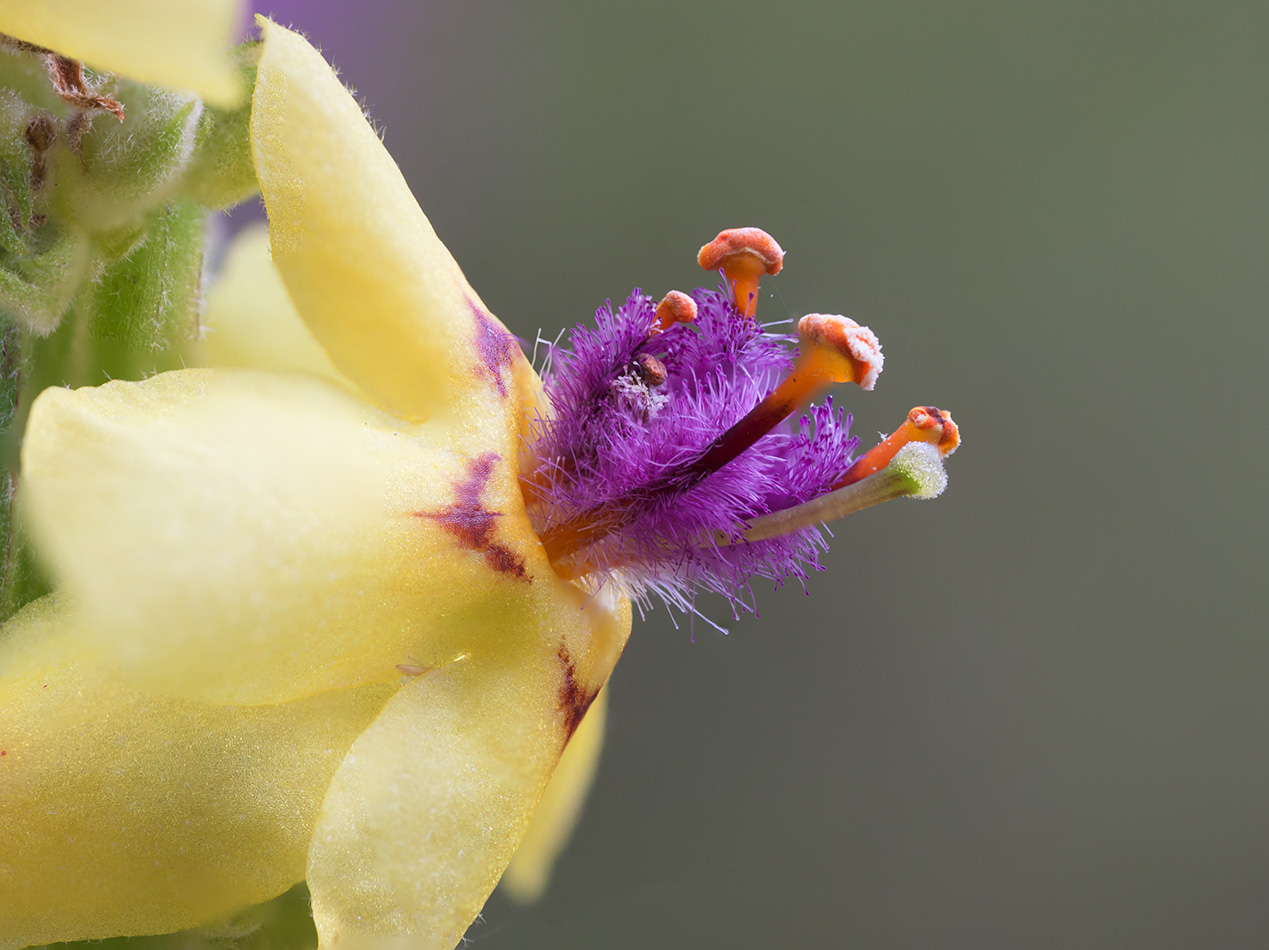 Image of Verbascum nigrum specimen.