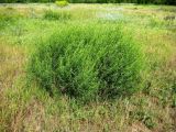 Artemisia dracunculus