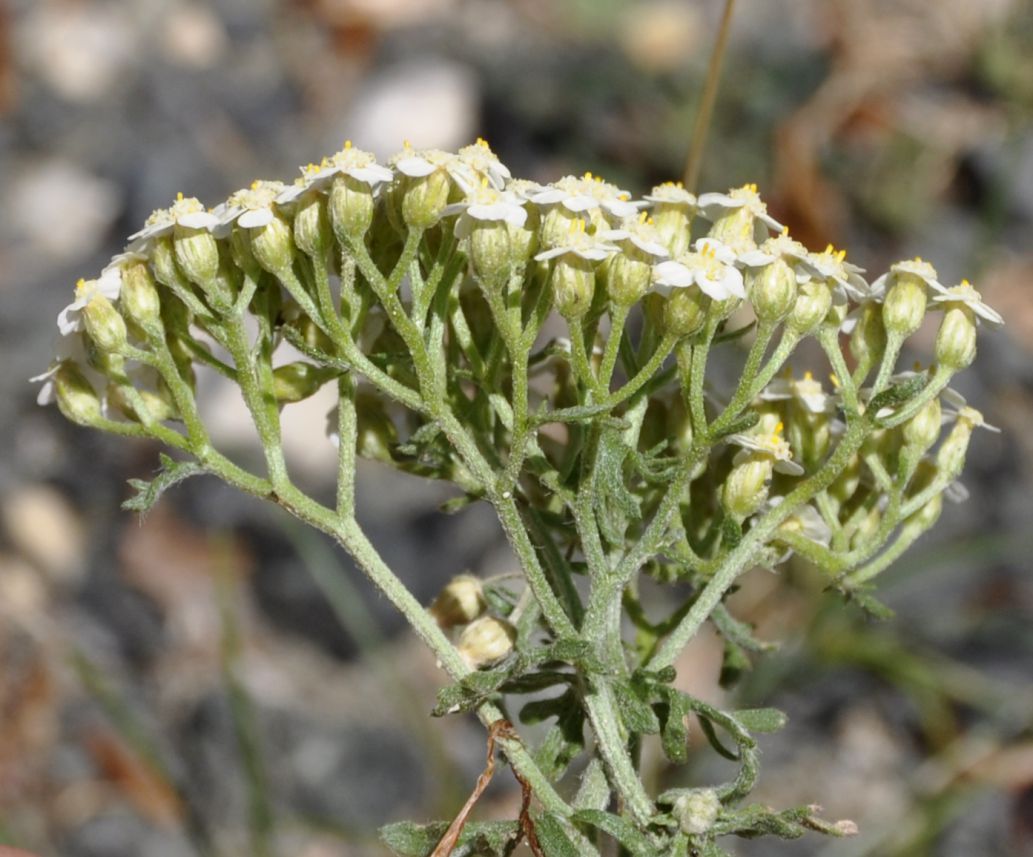 Изображение особи Achillea crithmifolia.
