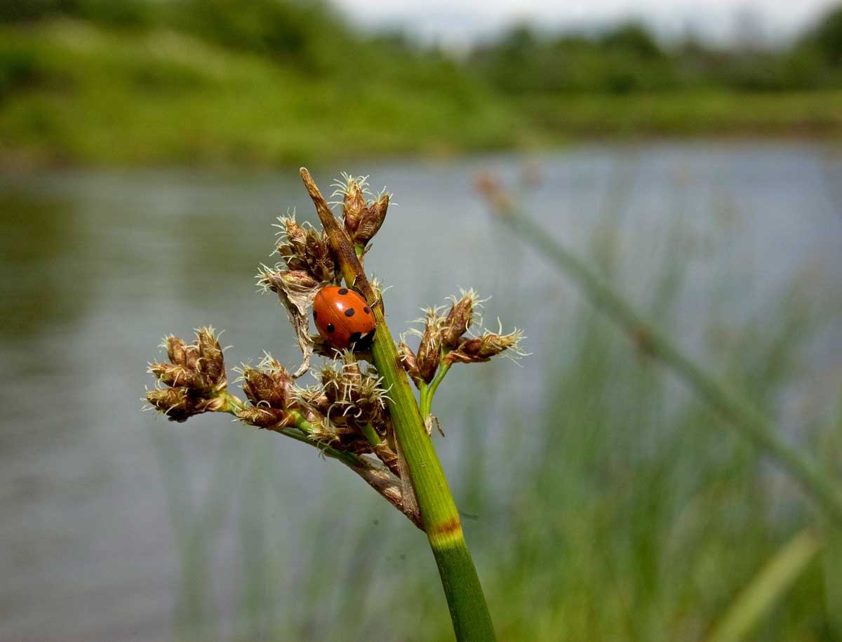 Изображение особи Schoenoplectus lacustris.