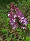 Orchis purpurea подвид caucasica. Соцветие. Краснодарский край, м/о город-курорт Геленджик, окр. пос. Светлый, щель Церковная, дубовый лес на берегу водохранилища. 6 мая 2017 г.