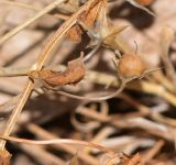 Anagallis arvensis