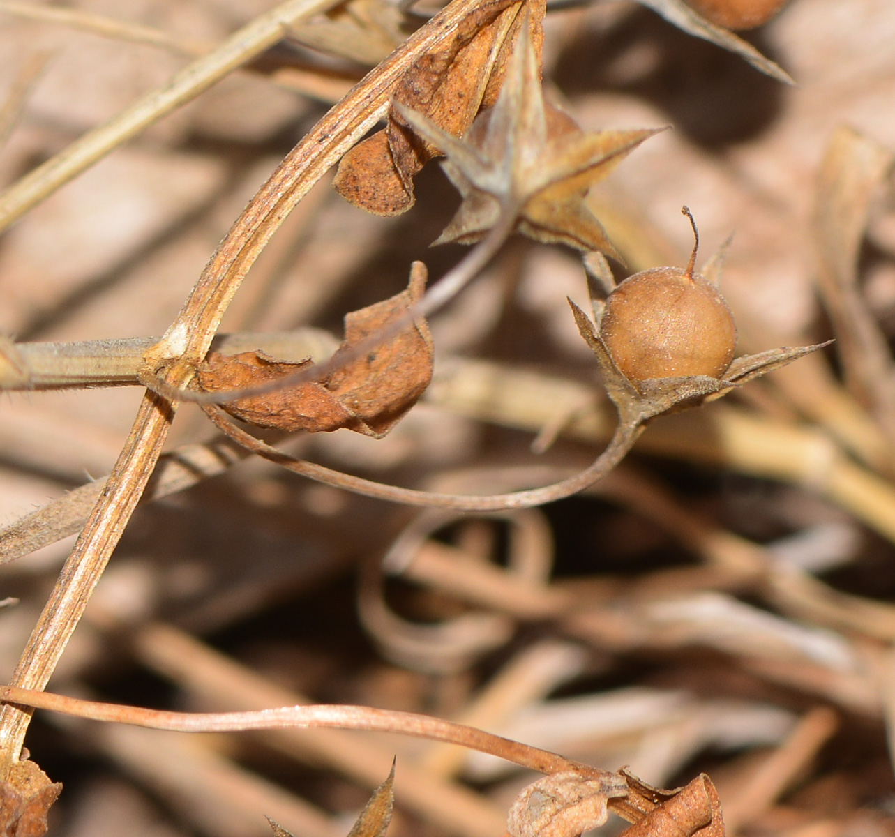 Image of Anagallis arvensis specimen.