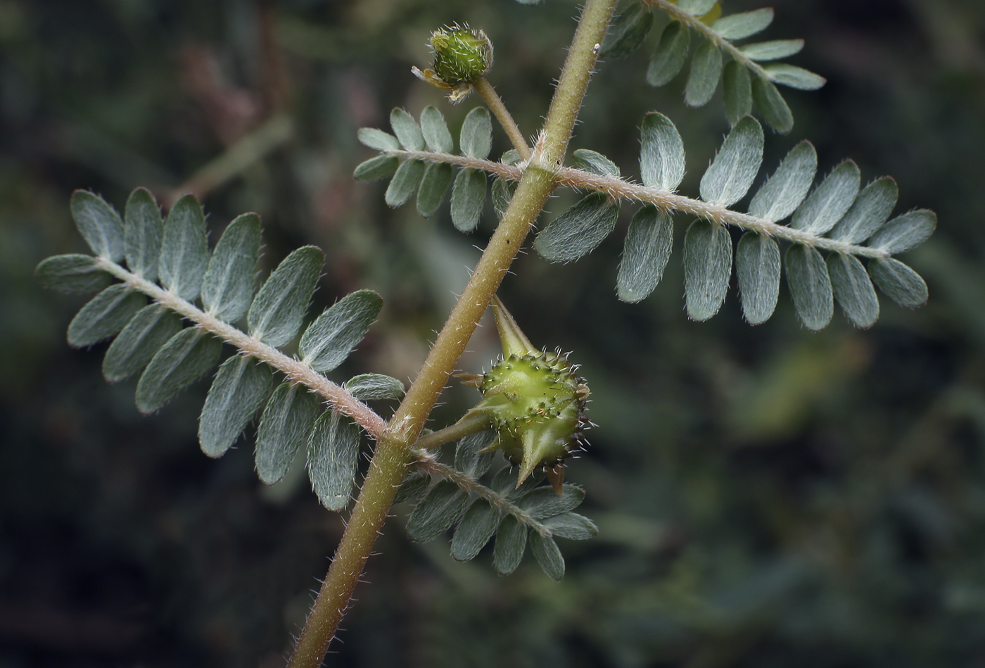 Изображение особи Tribulus terrestris.