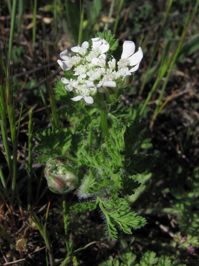 Изображение особи Orlaya daucoides.