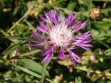 Centaurea jacea подвид substituta. Соцветие и листья. Украина, г. Запорожье, восточная окраина, долина р. Мокрая Московка, левый берег, луг. 05.08.2017.