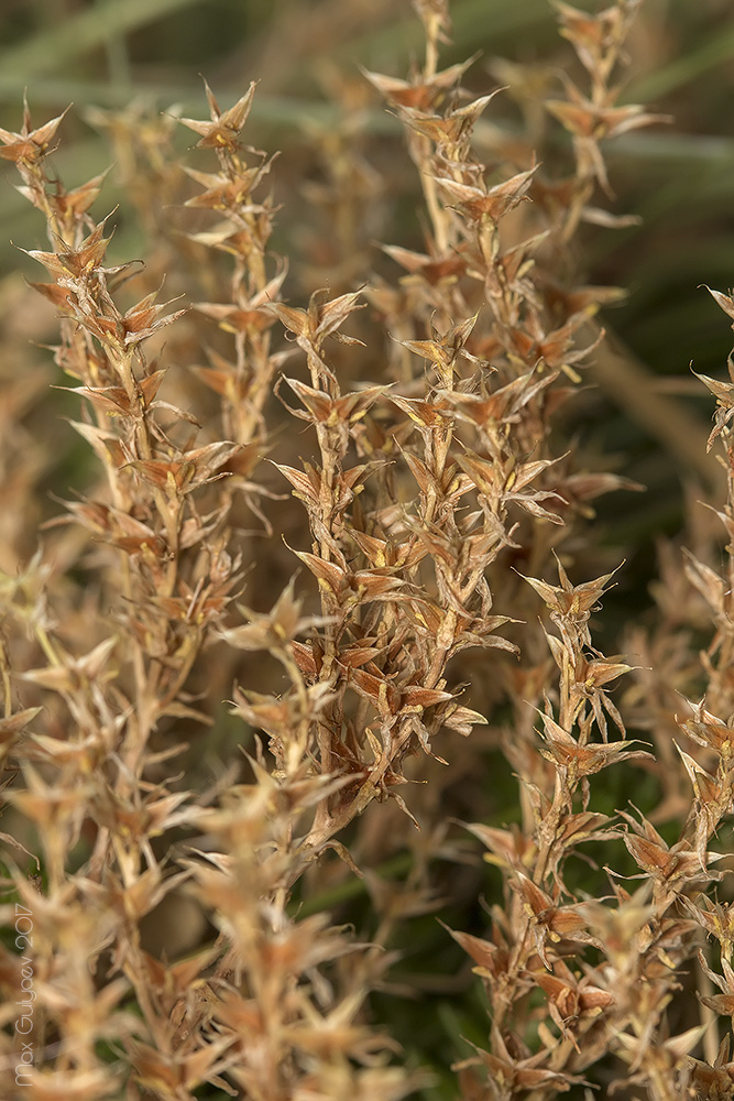 Image of Sedum sexangulare specimen.