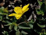 Lysimachia serpyllifolia. Цветок и листья (в правой части кадра видны листья Cerasus prostrata). Греция, о-в Крит, ном Ханья (Νομός Χανίων), дим Сфакион (Δήμος Σφακίων), горный массив Лефка Ори (Λευκά Όρη), 1650 м н.у.м., каменистая россыпь. 21 июня 2017 г.