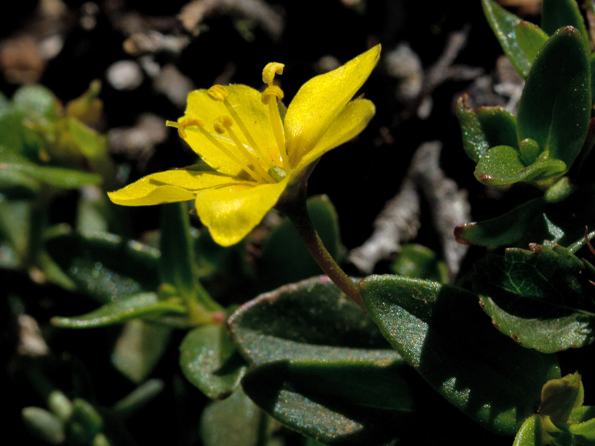 Изображение особи Lysimachia serpyllifolia.