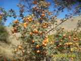 Crataegus orientalis