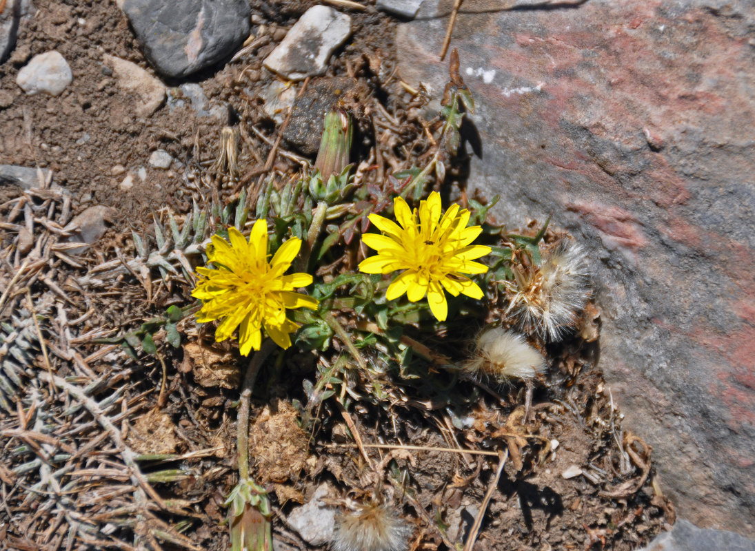 Изображение особи род Taraxacum.