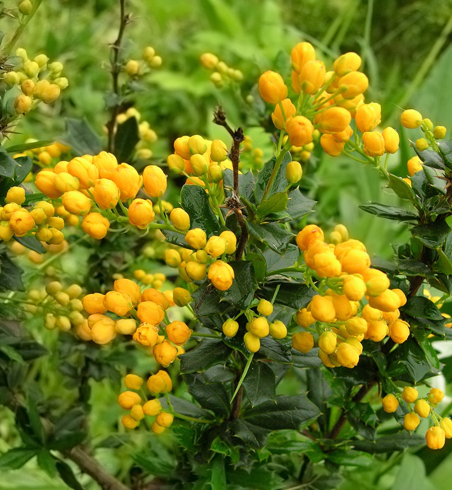 Image of Berberis &times; bidentata specimen.