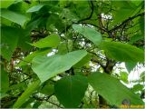 genus Catalpa. Верхушка ветви с соцветием в бутонах. Украина, Николаевская обл., Николаевский горсовет, г. Николаев, Заводской р-н, парк \"Лески\". 02.06.2017.