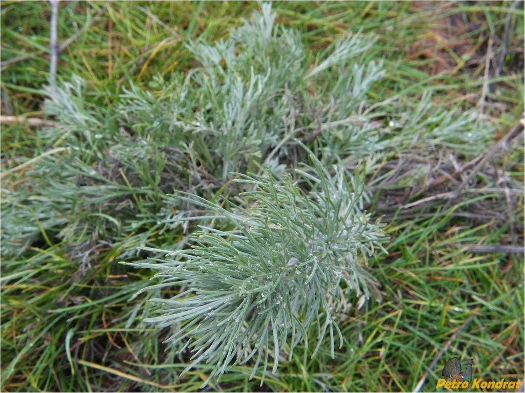 Image of Artemisia marschalliana specimen.