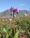 Dodecatheon frigidum