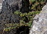 Berberis sibirica. Цветущее растение. Монголия, аймак Архангай, каньон р. Суман-Гол, ≈ 2000 м н.у.м., скалистая стенка каньона. 05.06.2017.