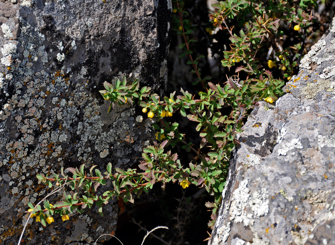 Image of Berberis sibirica specimen.