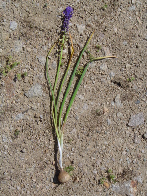 Image of Leopoldia tenuiflora specimen.