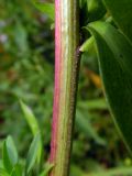 Image of taxon representative. Author is Станислав Бакей
